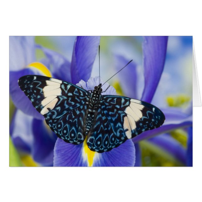 Cartão Borboleta Tropical Puro Íris (Frente Horizontal)