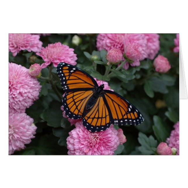 Cartão borboleta viceroy (Frente Horizontal)