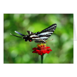 Cartão Borboleta Zebra Swallowtail