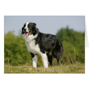 Cartão Borda Collie Panting