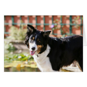 Cartão Borda Collie Panting 1