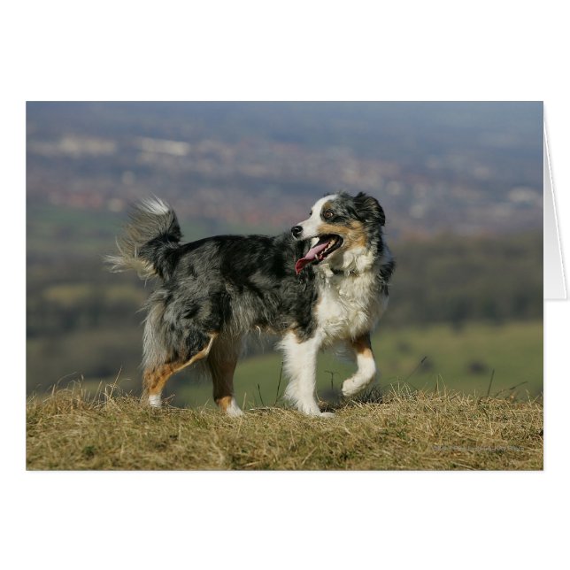 Cartão Borda Collie Panting 2 (Frente Horizontal)