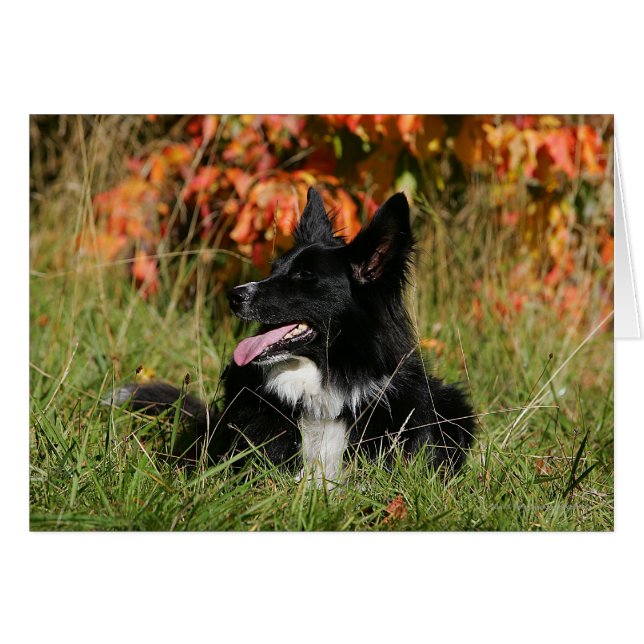 Cartão Borda Collie Panting Deitado (Frente Horizontal)
