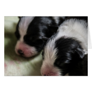 Cartão Borda Collie Recém-Nascidos