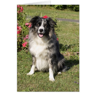 Cartão Border Collie