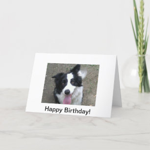 Cartão Border Collie Birthday Card