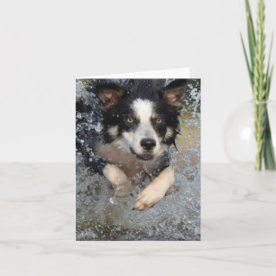 Cartão border collie correndo na água