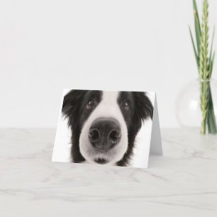 Cartão Border Collie Notecard