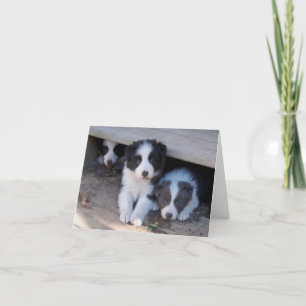 Cartão Border Collie Puppy Trio Note Cards