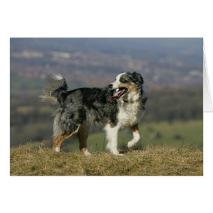 Cartão Border collie que arfa 2