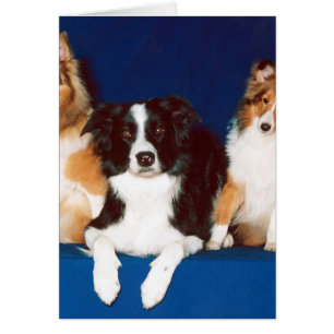 Cartão Border collie & Shelties