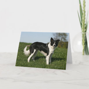 Cartão Border Collie Standing
