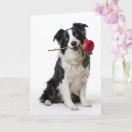 Cartão Border Collie Valentine – Coração Devotado