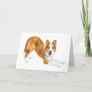 Cartão Border collie vermelho dourado Notecard
