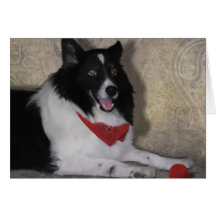 Cartão Border Collie "Wylie"