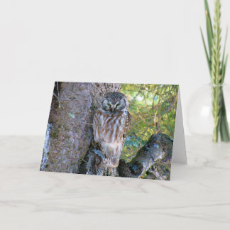 Cartão Boreal Owl Closeup Foto