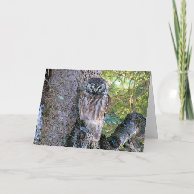 Cartão Boreal Owl Closeup Foto (Frente)