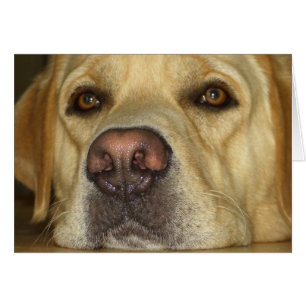 Cartão Boredom - Labrador Amarelo bonito