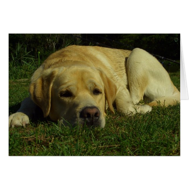 Cartão Boredom - Labrador na grama verde (Frente Horizontal)