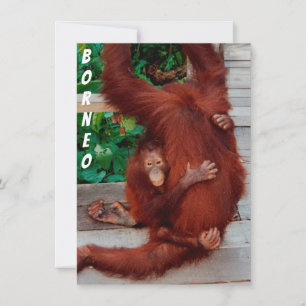 Cartão Borneo orangutan