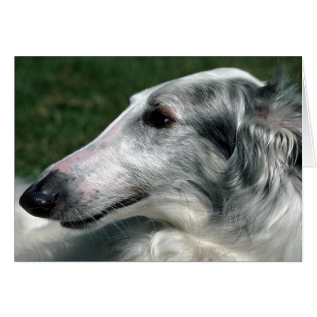 Cartão Borzoi, Wolfhound russo (Frente Horizontal)