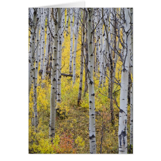 Cartão Bosque de álamos em cores de outono intensas no Gl (Frente)