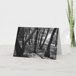 Cartão Bosque em Hopland Estação, 1966