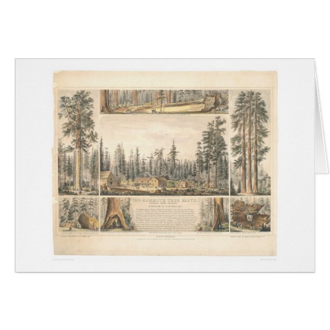 Cartão Bosque gigantesco da árvore (0976A) (Frente Horizontal)
