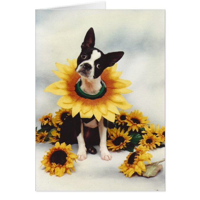 Cartão Boston Bull Terrier Dog (Frente)