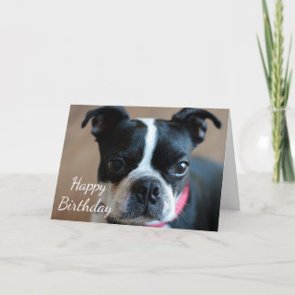 Cartão Boston Terrier