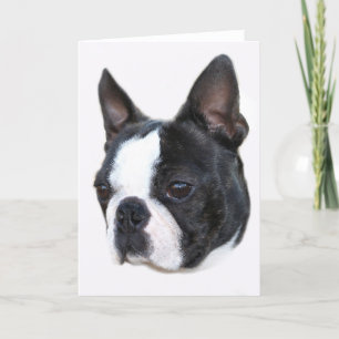 Cartão Boston Terrier