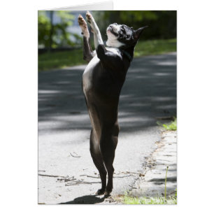 Cartão Boston Terrier 2