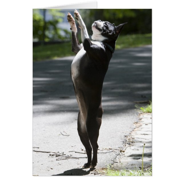 Cartão Boston Terrier 2 (Frente)