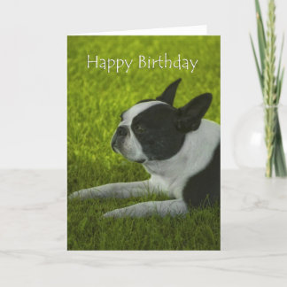 Cartão Boston Terrier Birthday