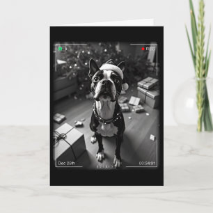 Cartão Boston Terrier de Natal Flagrado pela Câmera