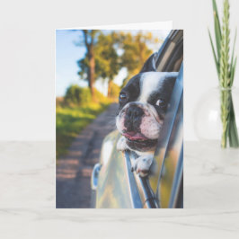 Cartão Boston Terrier Dog Sentindo Cabeça para Fora da Ja