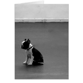 Cartão Boston Terrier DRU 2