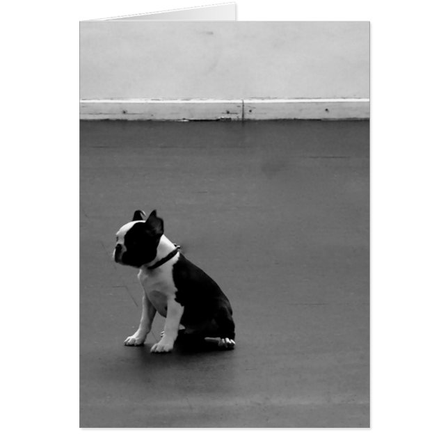 Cartão Boston Terrier DRU 2 (Frente)