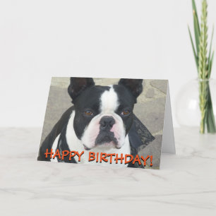 Cartão Boston Terrier greetings card