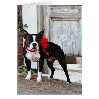 Cartão Boston Terrier - milhas