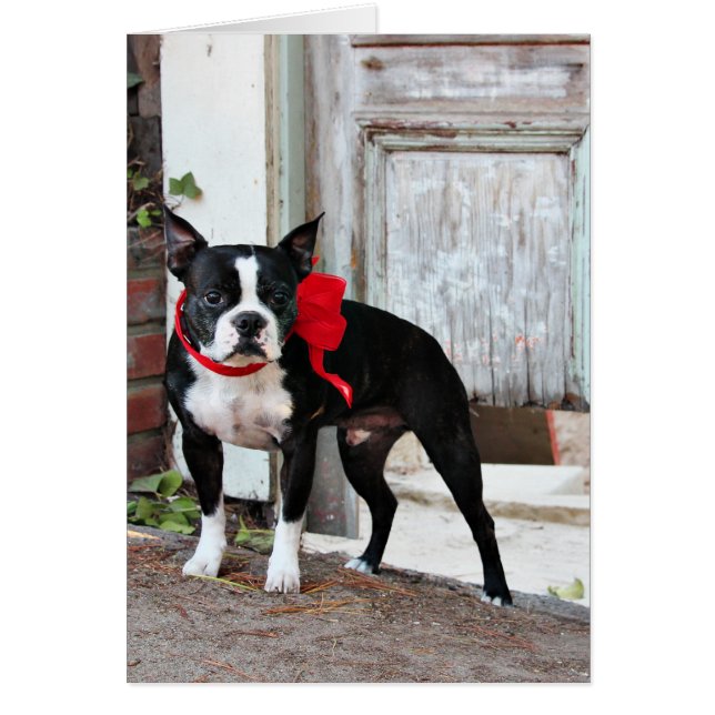 Cartão Boston Terrier - milhas (Frente)