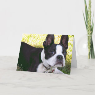 Cartão Boston Terrier Pup Greeting Card