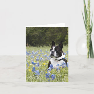Cartão Boston Terrier que senta-se em um campo de capotas