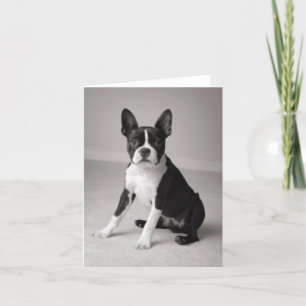 Cartão Boston Terrier Sitting Note Card