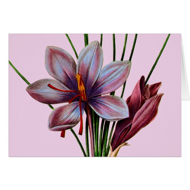 Cartão Botânica: Saffron (Frente horizontal)