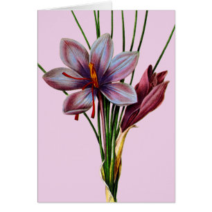 Cartão Botânica: Saffron