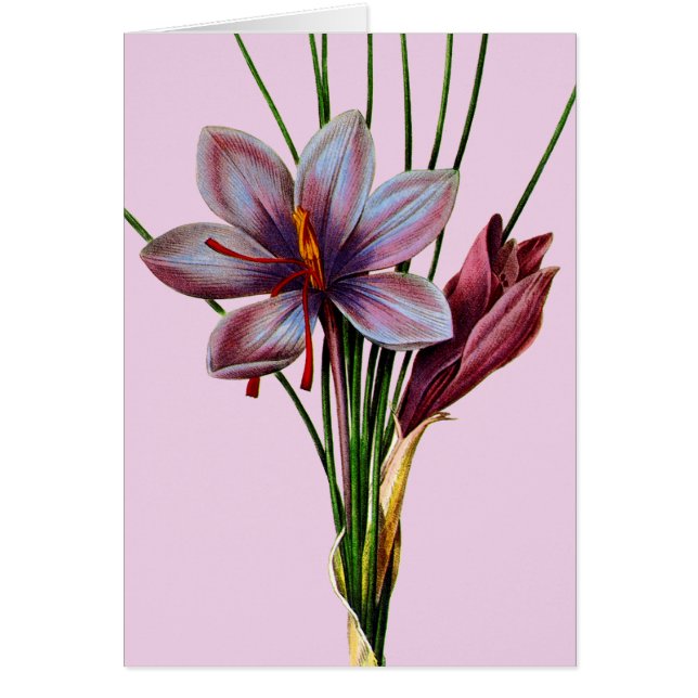 Cartão Botânica: Saffron (Frente)