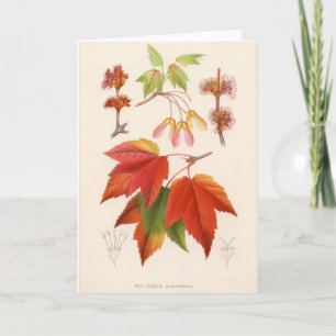 Cartão Botanical Print - Red Maple (acer rubrum)