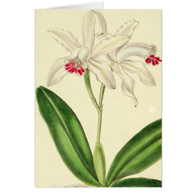 Cartão botânico das orquídeas do vintage (Frente)
