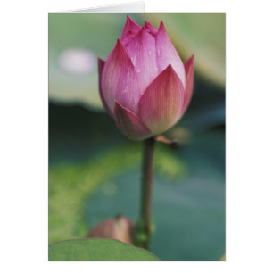 Cartão Botão de flor de lótus, Hangzhou, Província de Zhe
